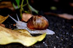 snail-854